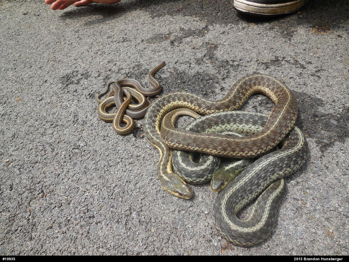 Shorthead Gartersnake