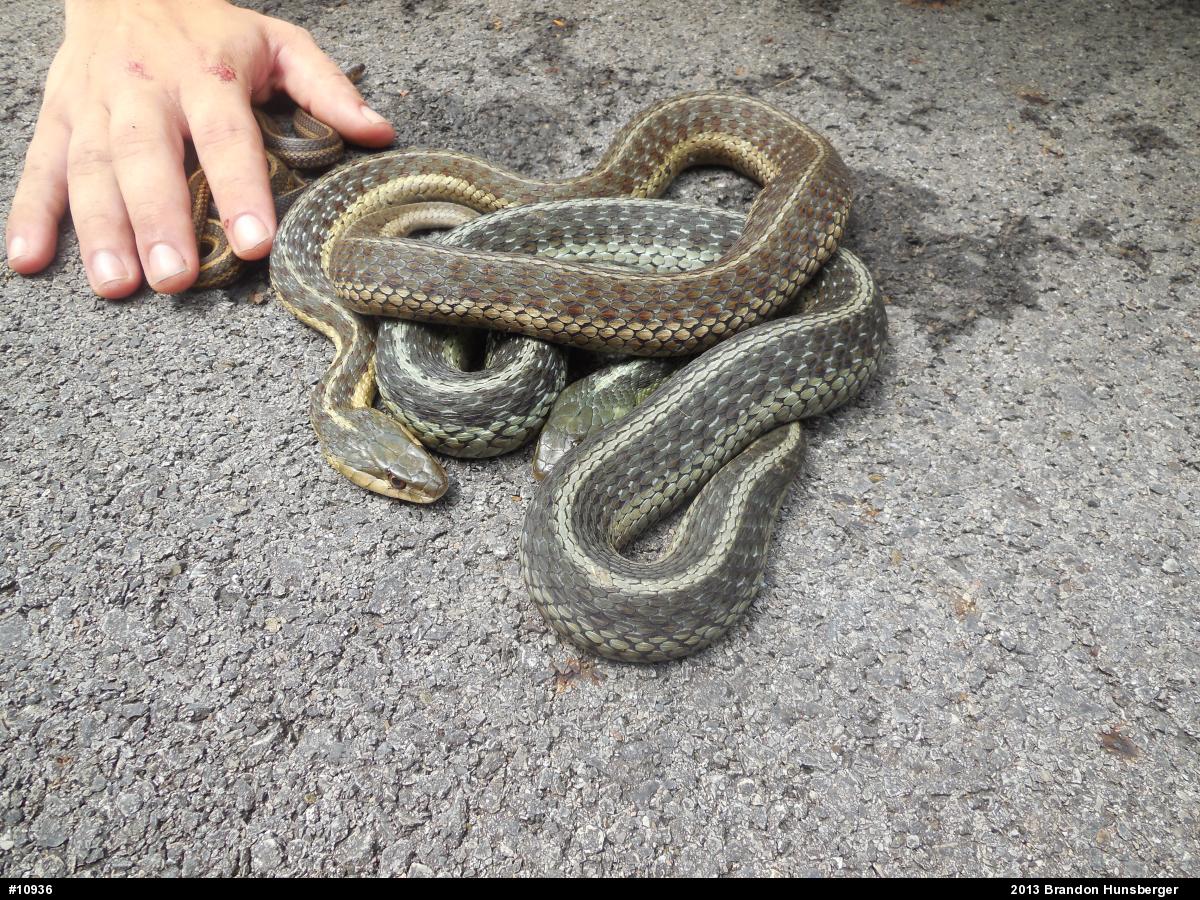 Eastern Gartersnake