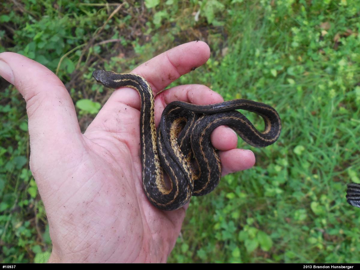 Eastern Gartersnake