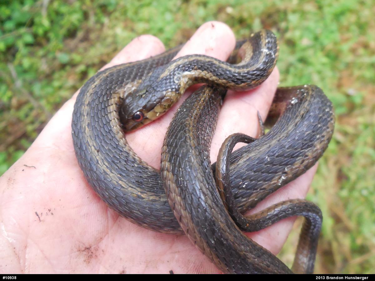 Eastern Gartersnake