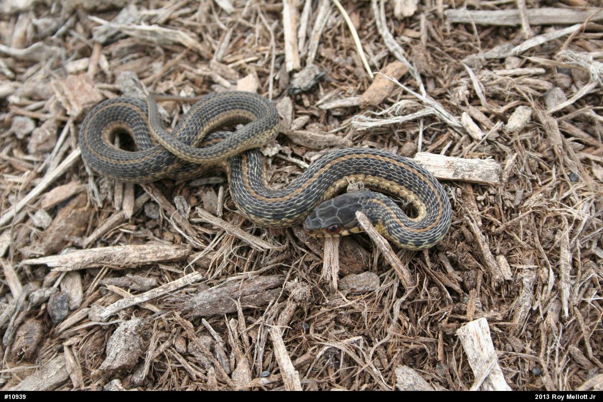 Eastern Gartersnake