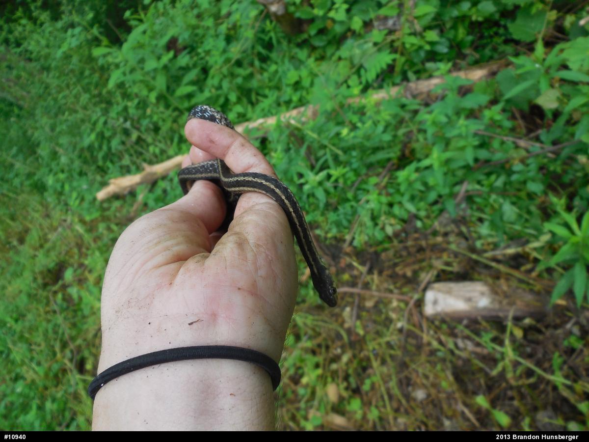 Eastern Gartersnake