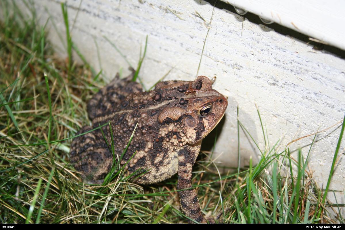 Eastern American Toad