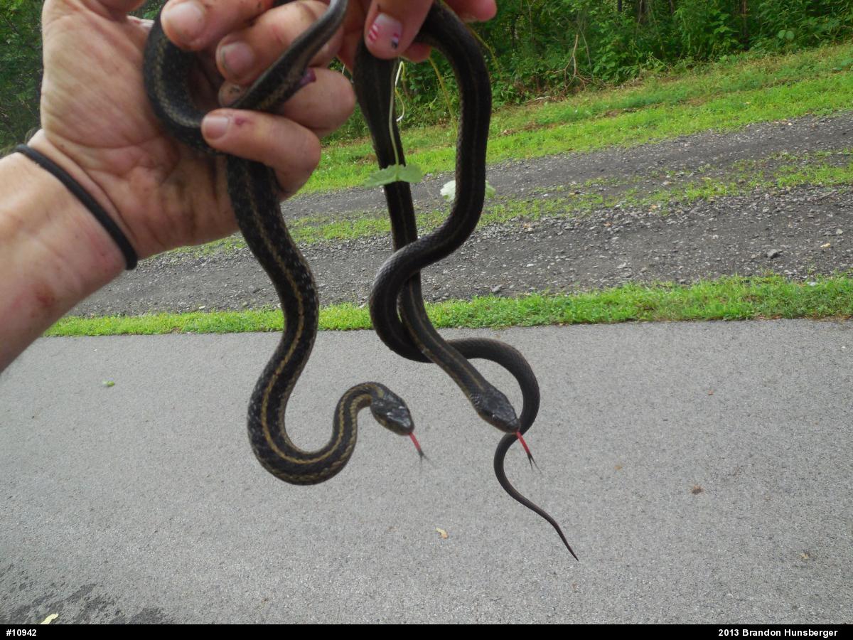 Eastern Gartersnake