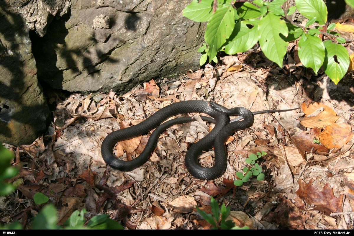 Northern Black Racer