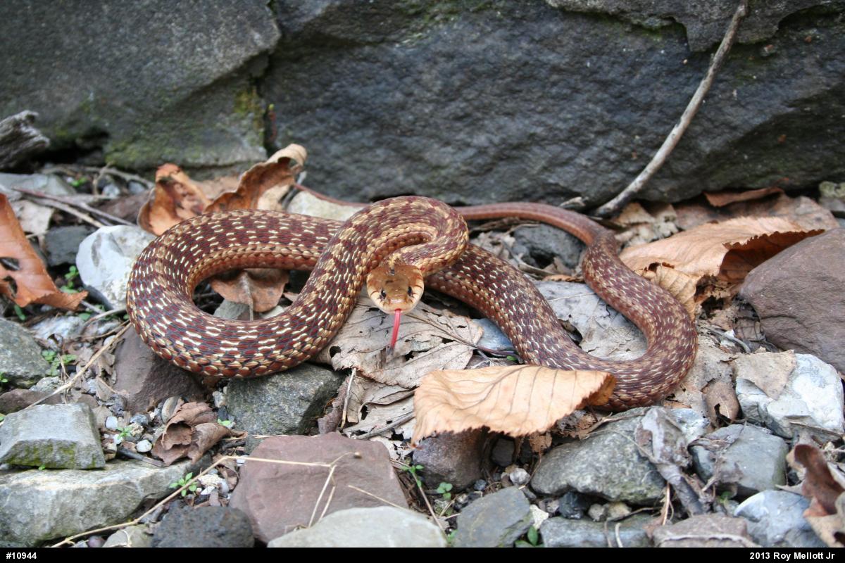 Eastern Gartersnake