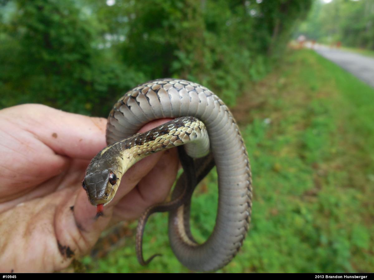Eastern Gartersnake