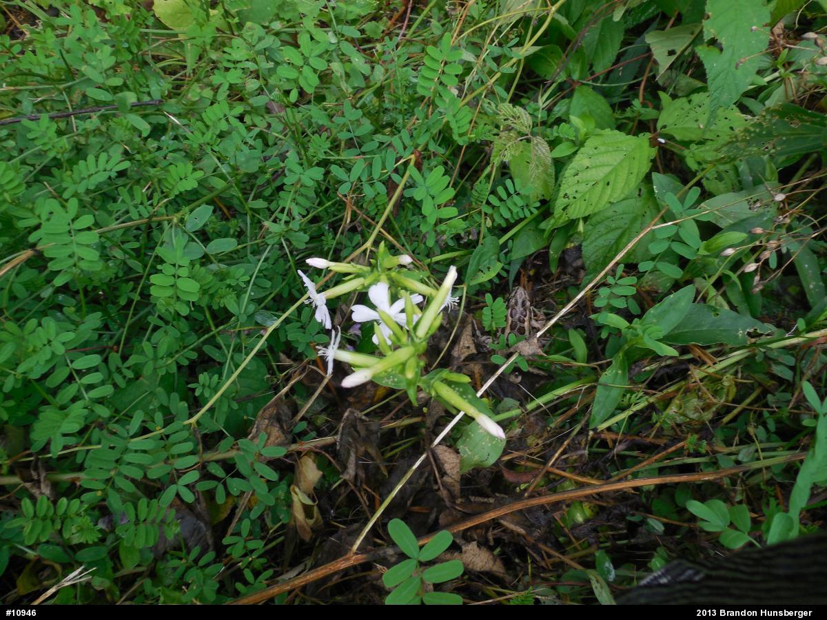 Pickerel Frog