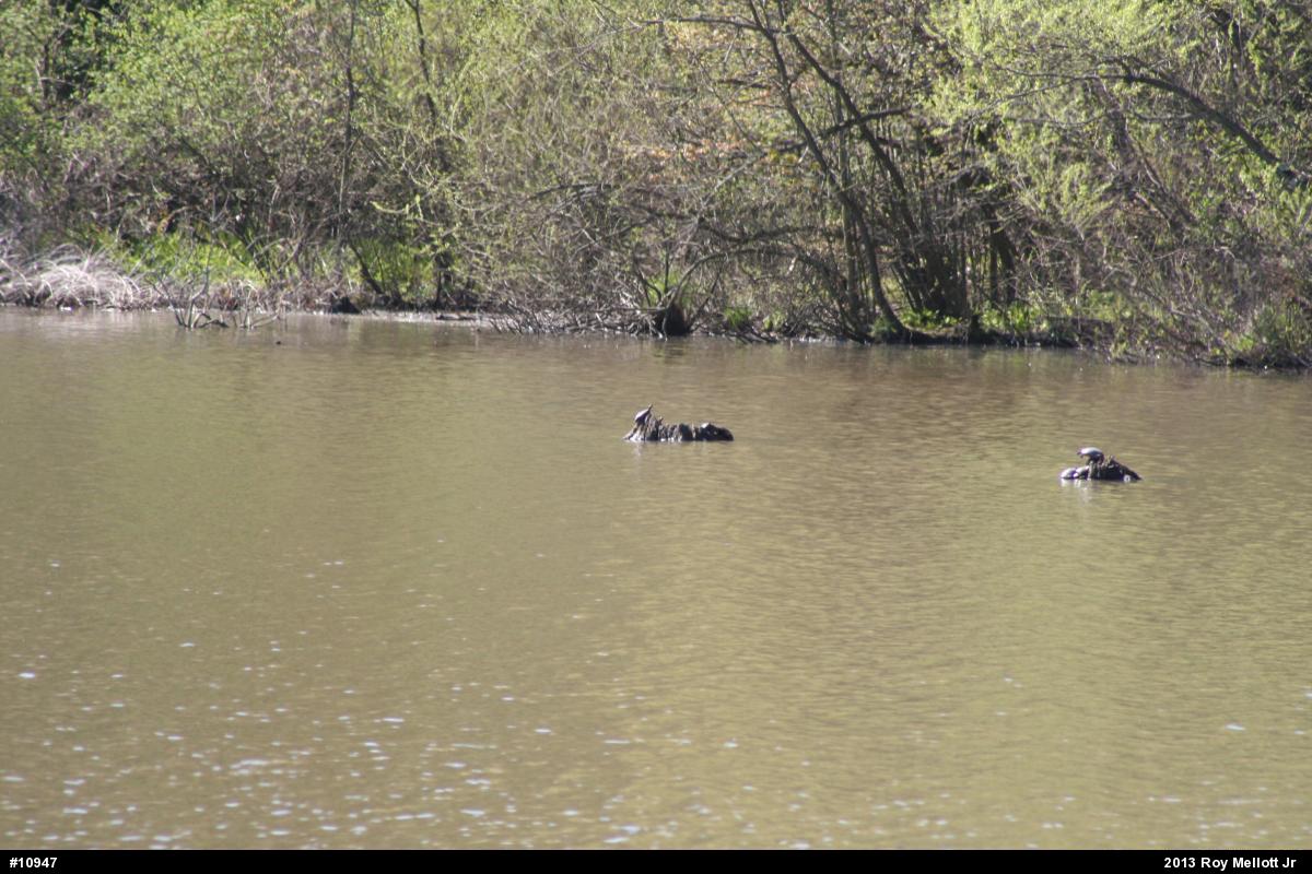 Eastern Painted Turtle