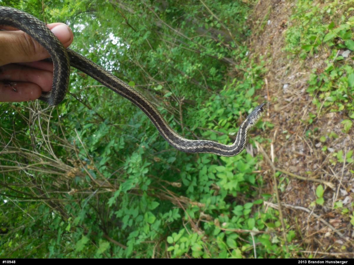 Eastern Gartersnake