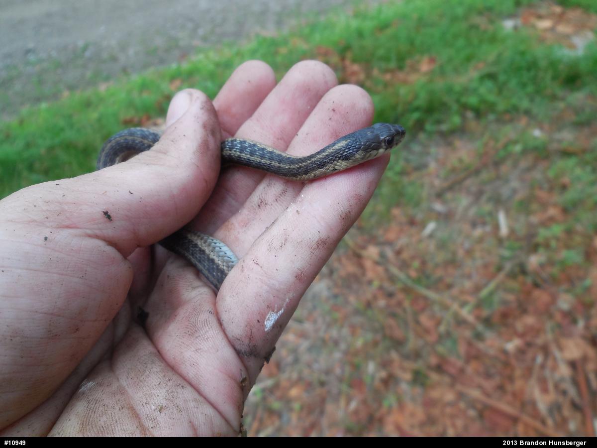 Eastern Gartersnake