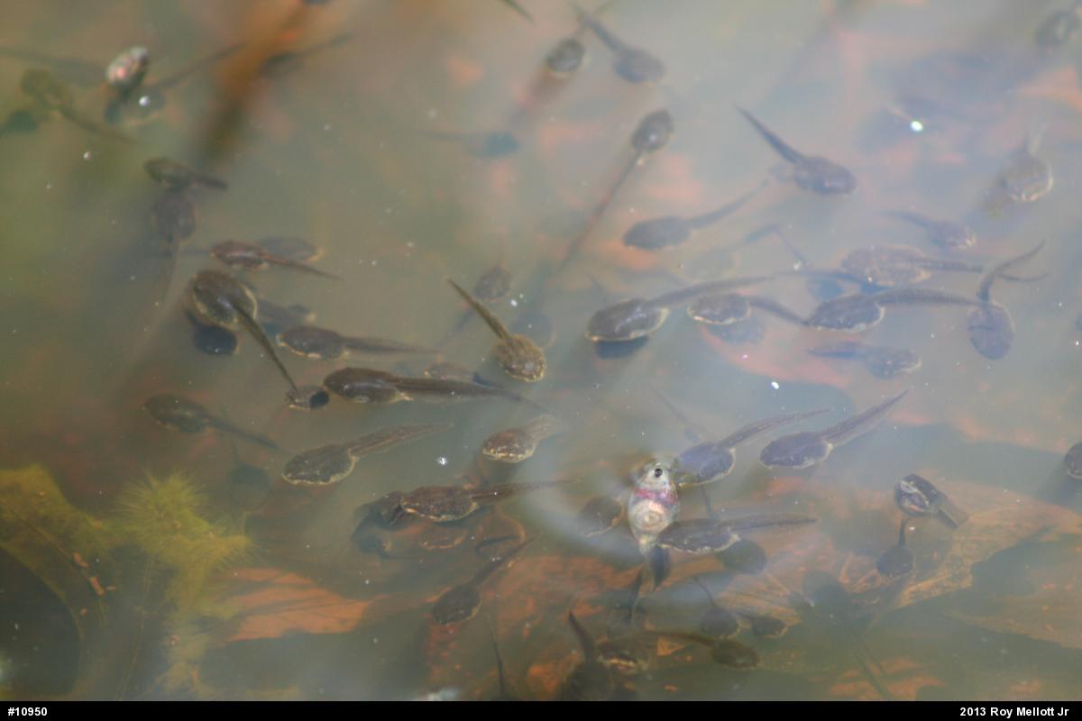 Wood Frog
