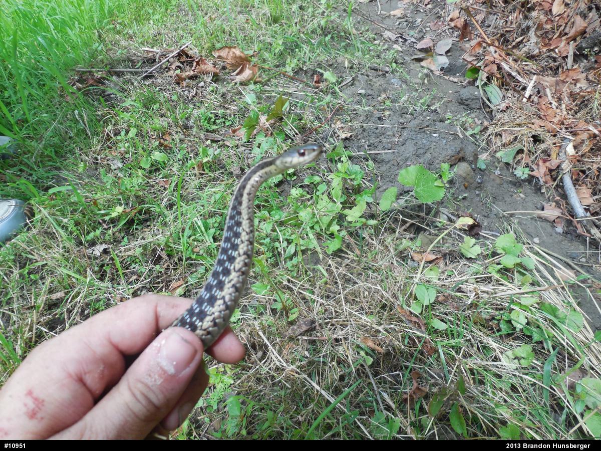 Eastern Gartersnake
