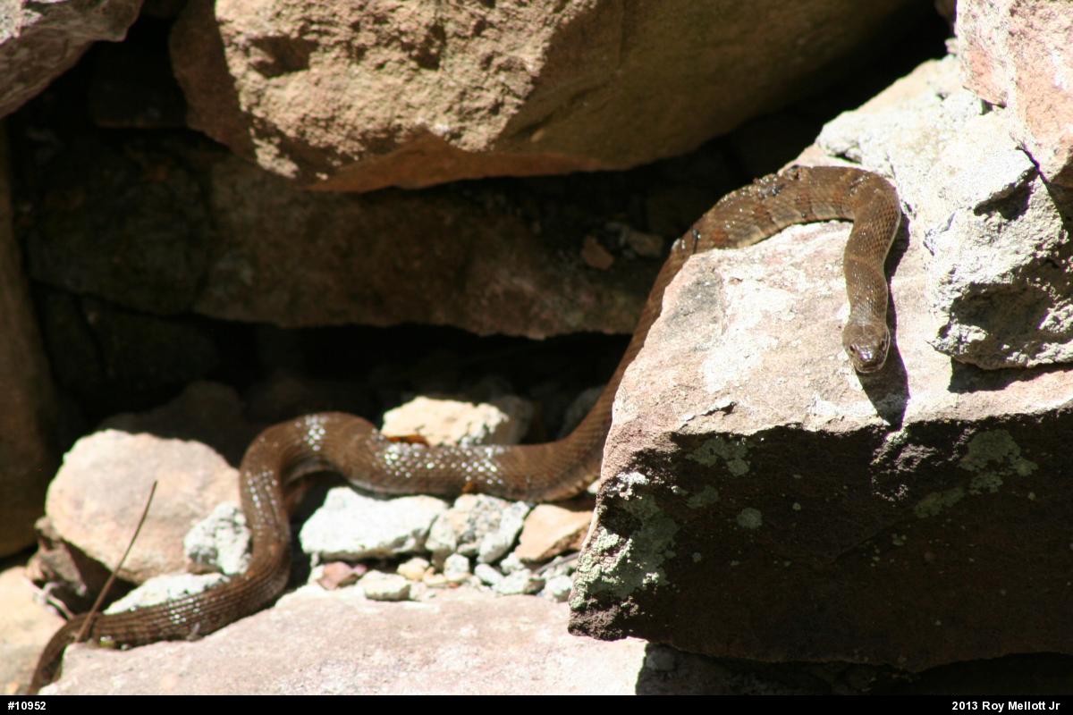 Northern Watersnake