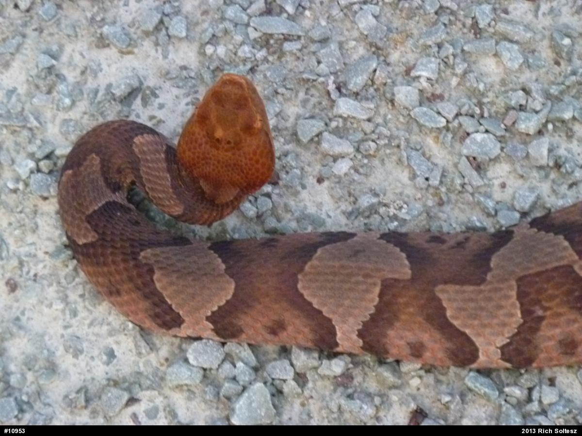 Northern Copperhead