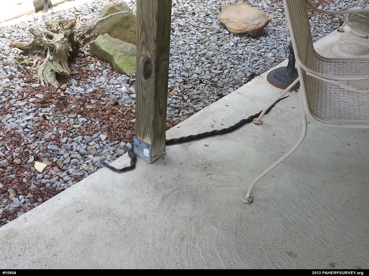 Eastern Ratsnake