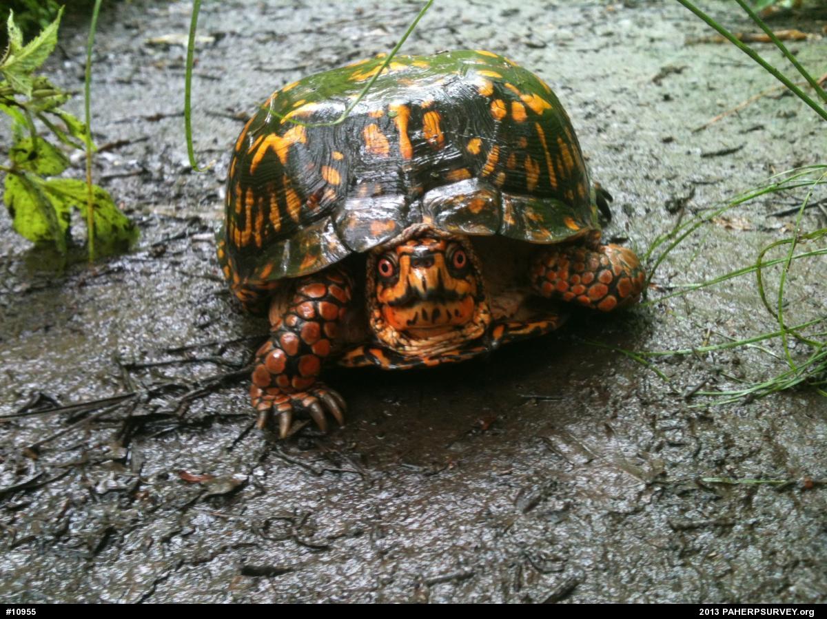Eastern Box Turtle