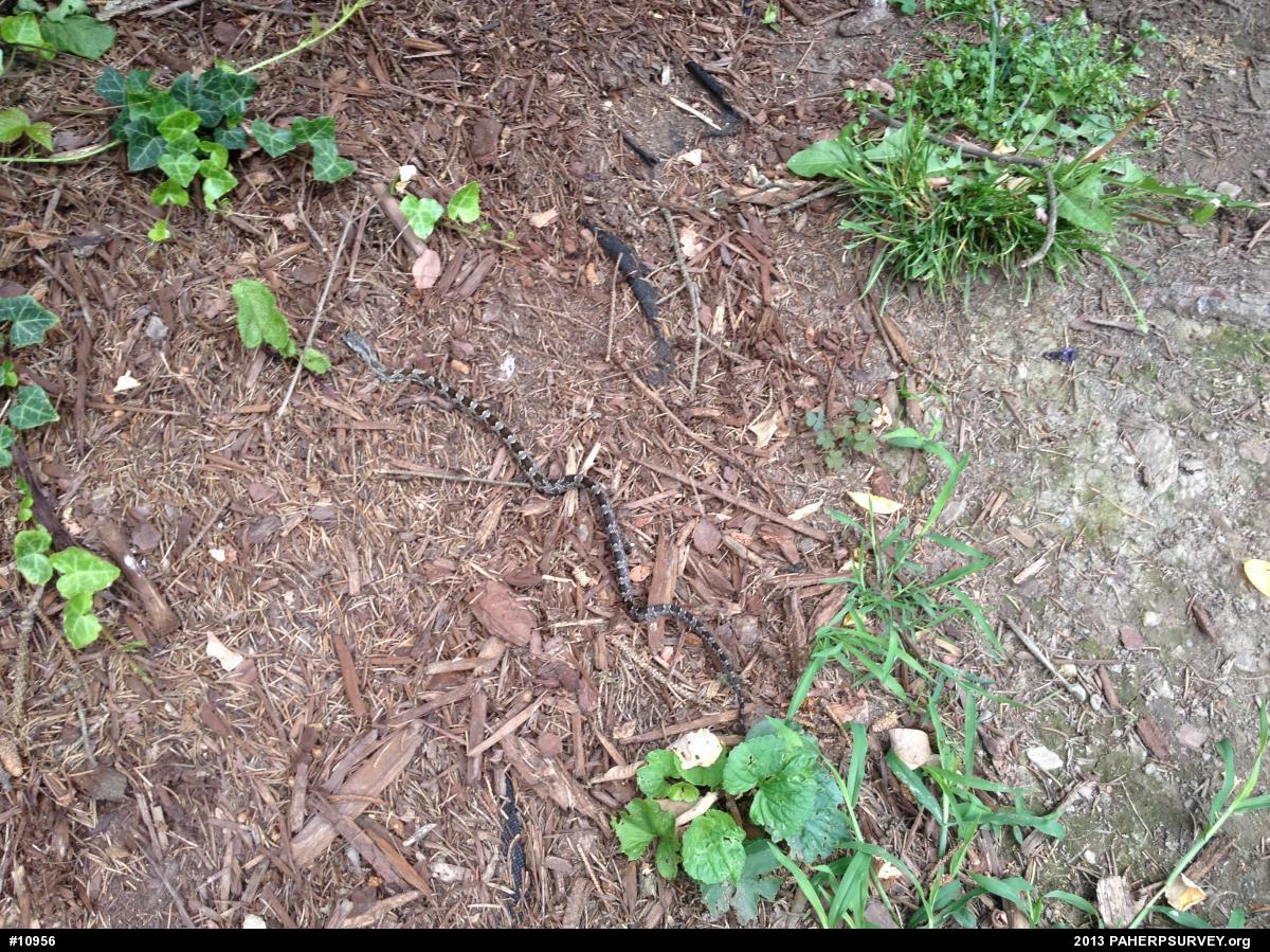 Eastern Ratsnake