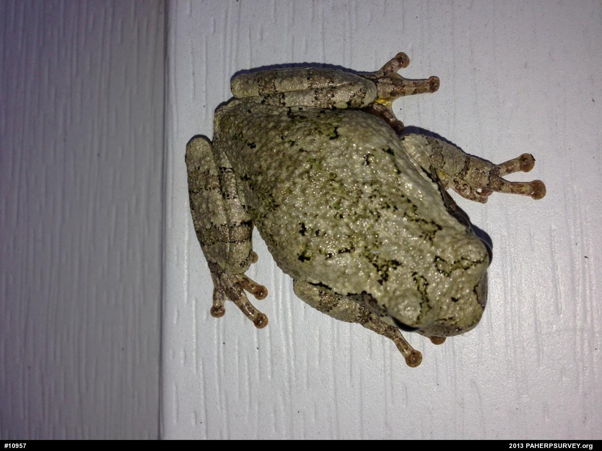 Gray Treefrog