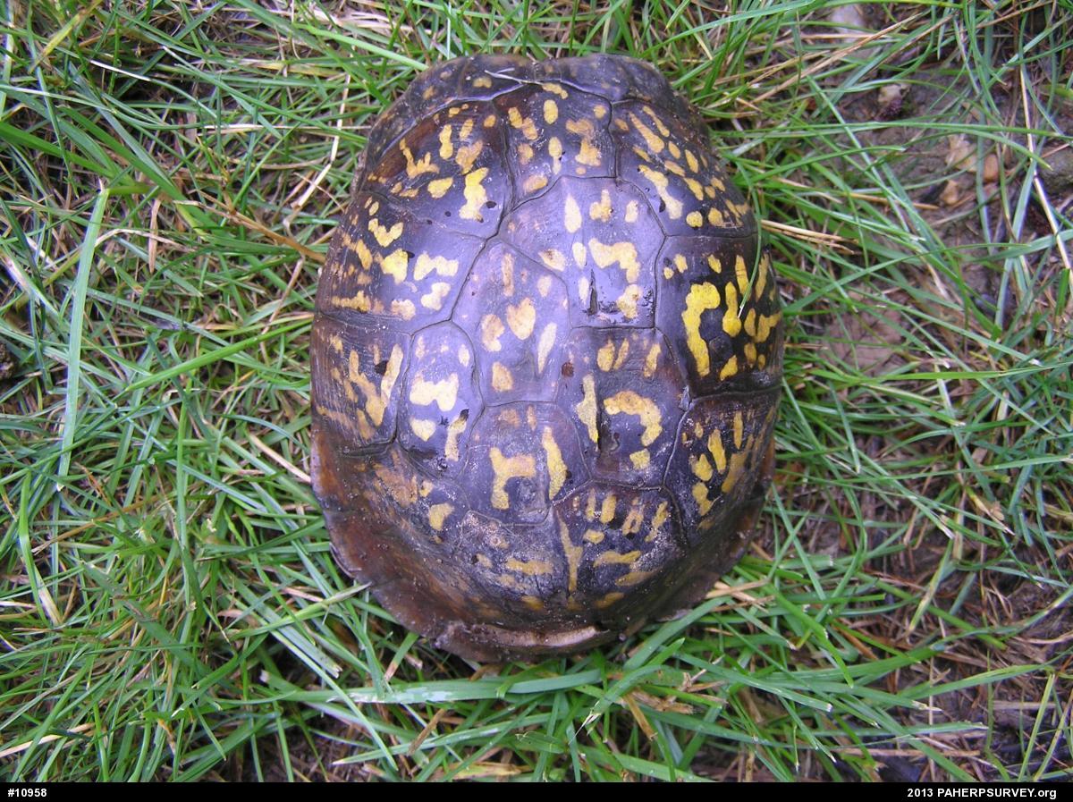 Eastern Box Turtle
