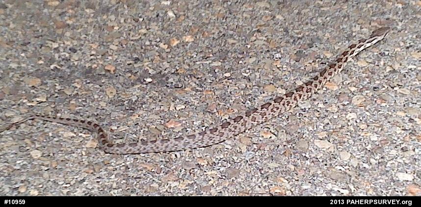 Eastern Ratsnake