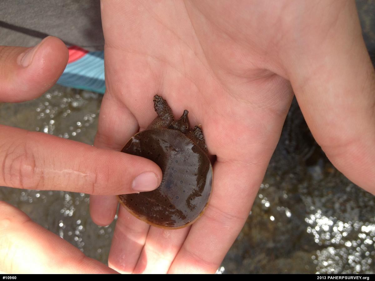 Eastern Spiny Softshell