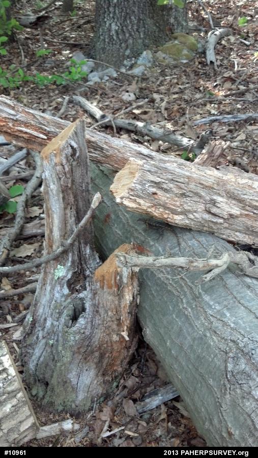 Eastern Fence Lizard