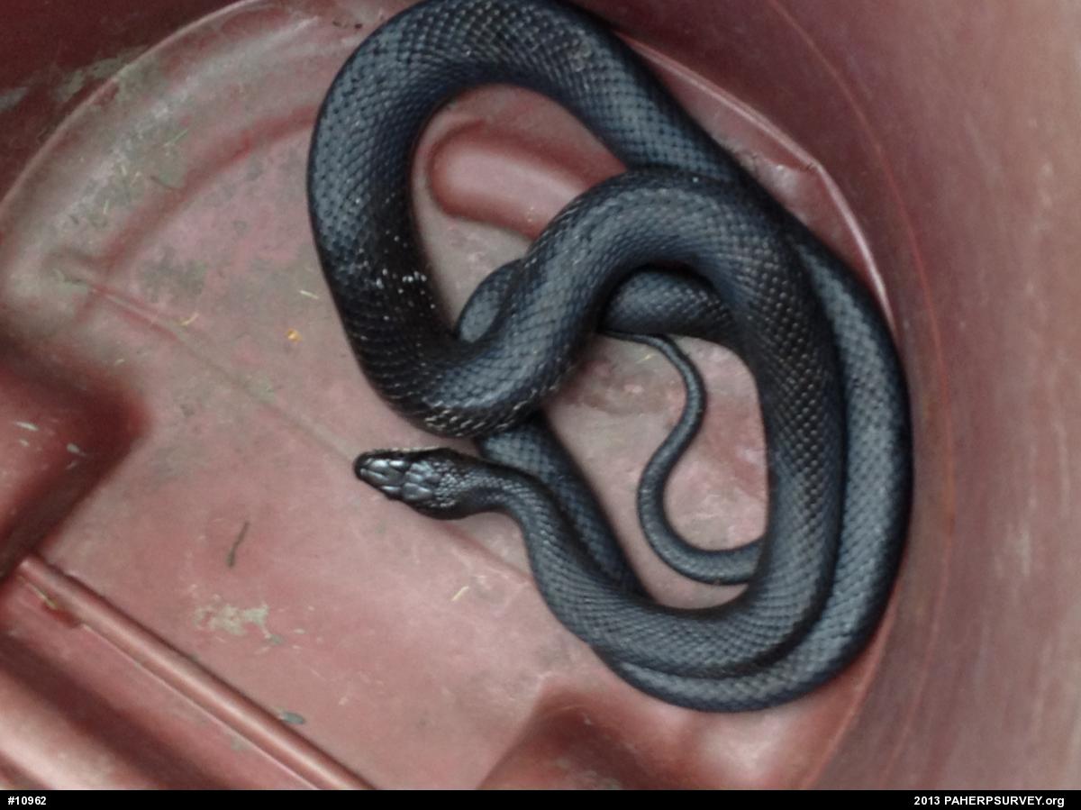Eastern Ratsnake
