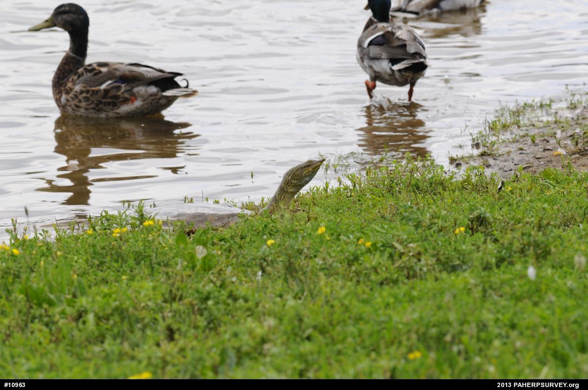 Eastern Spiny Softshell