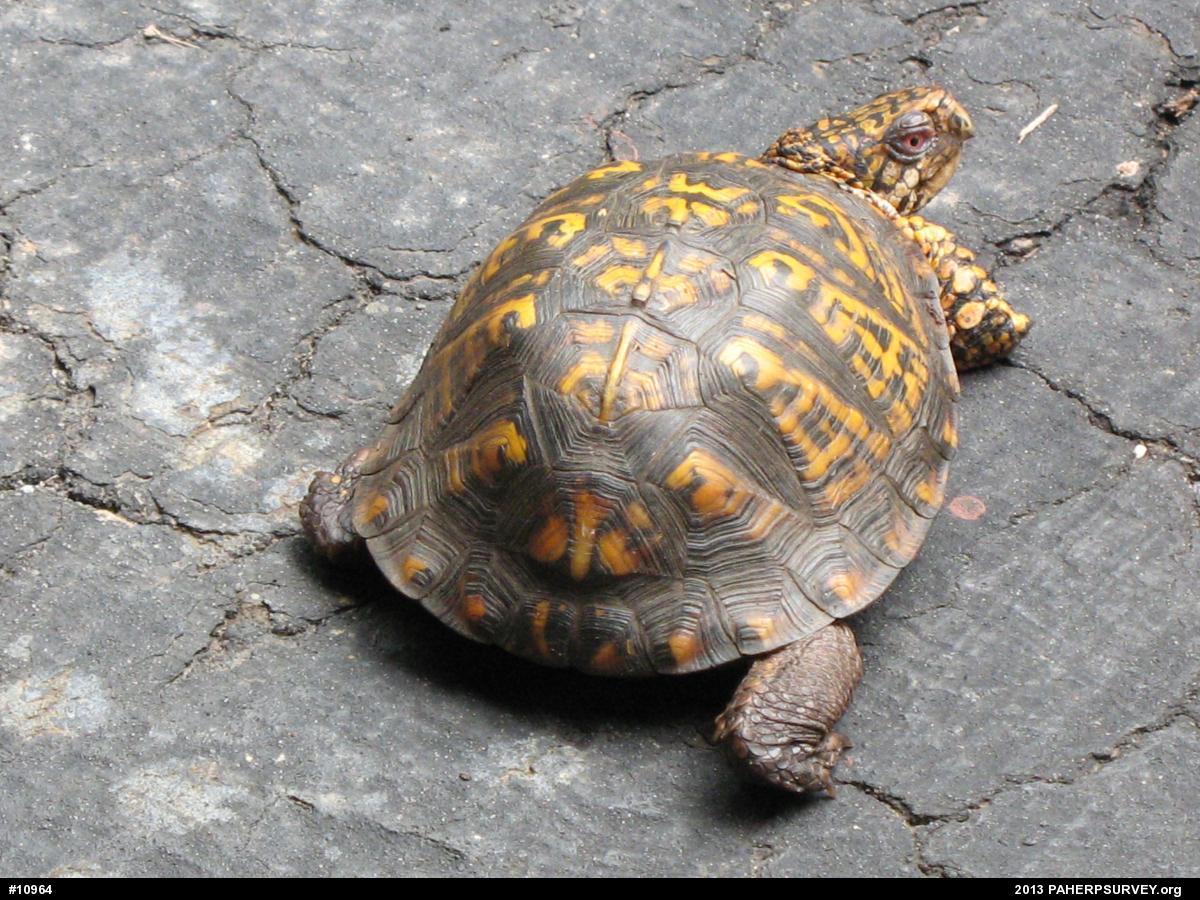 Eastern Box Turtle
