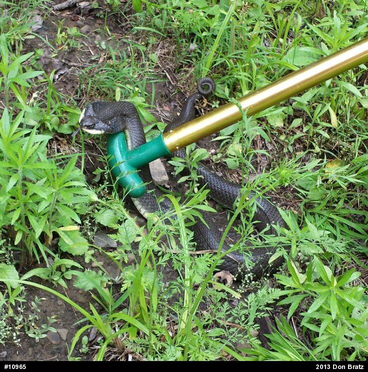 Eastern Hog-nosed Snake