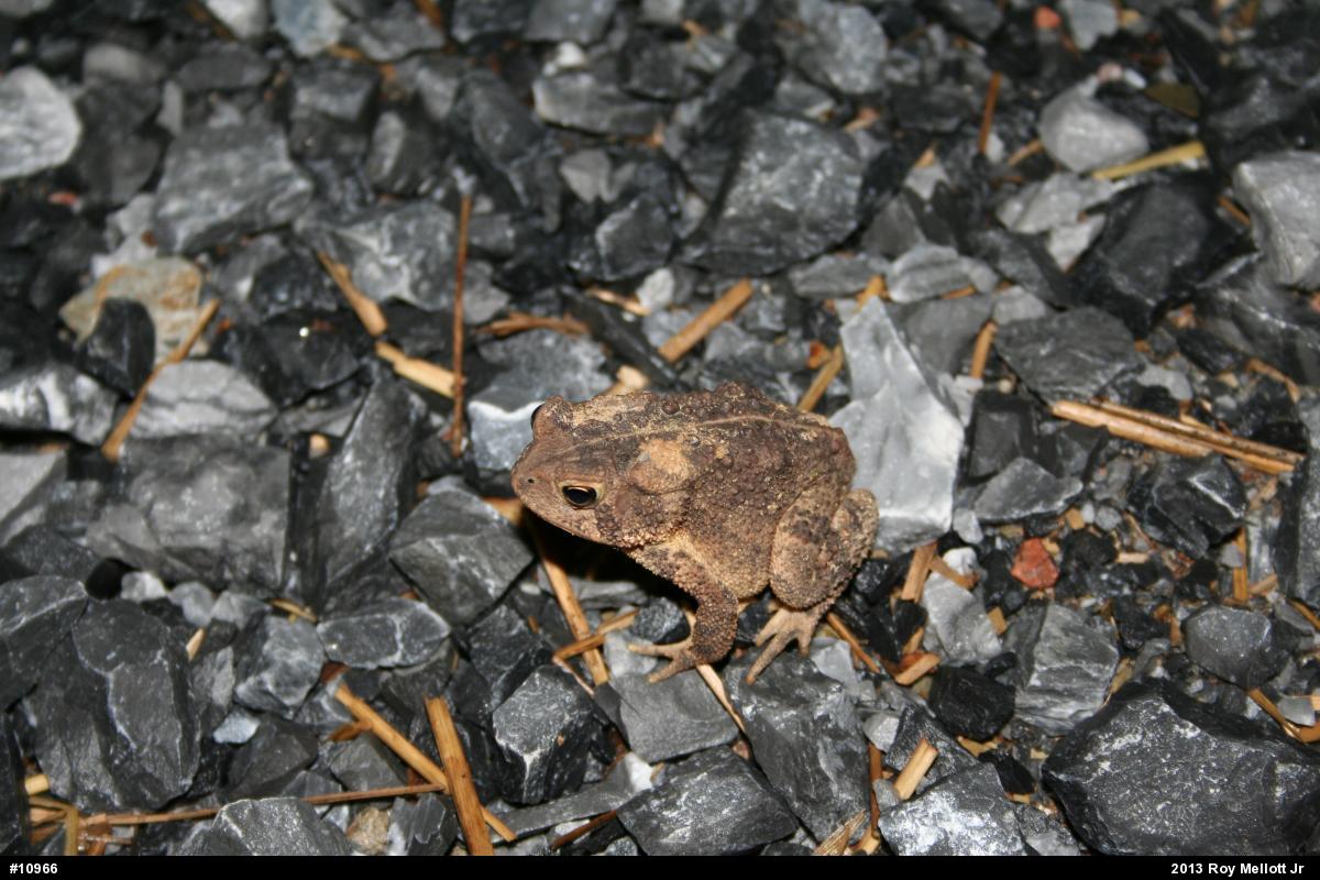 Eastern American Toad
