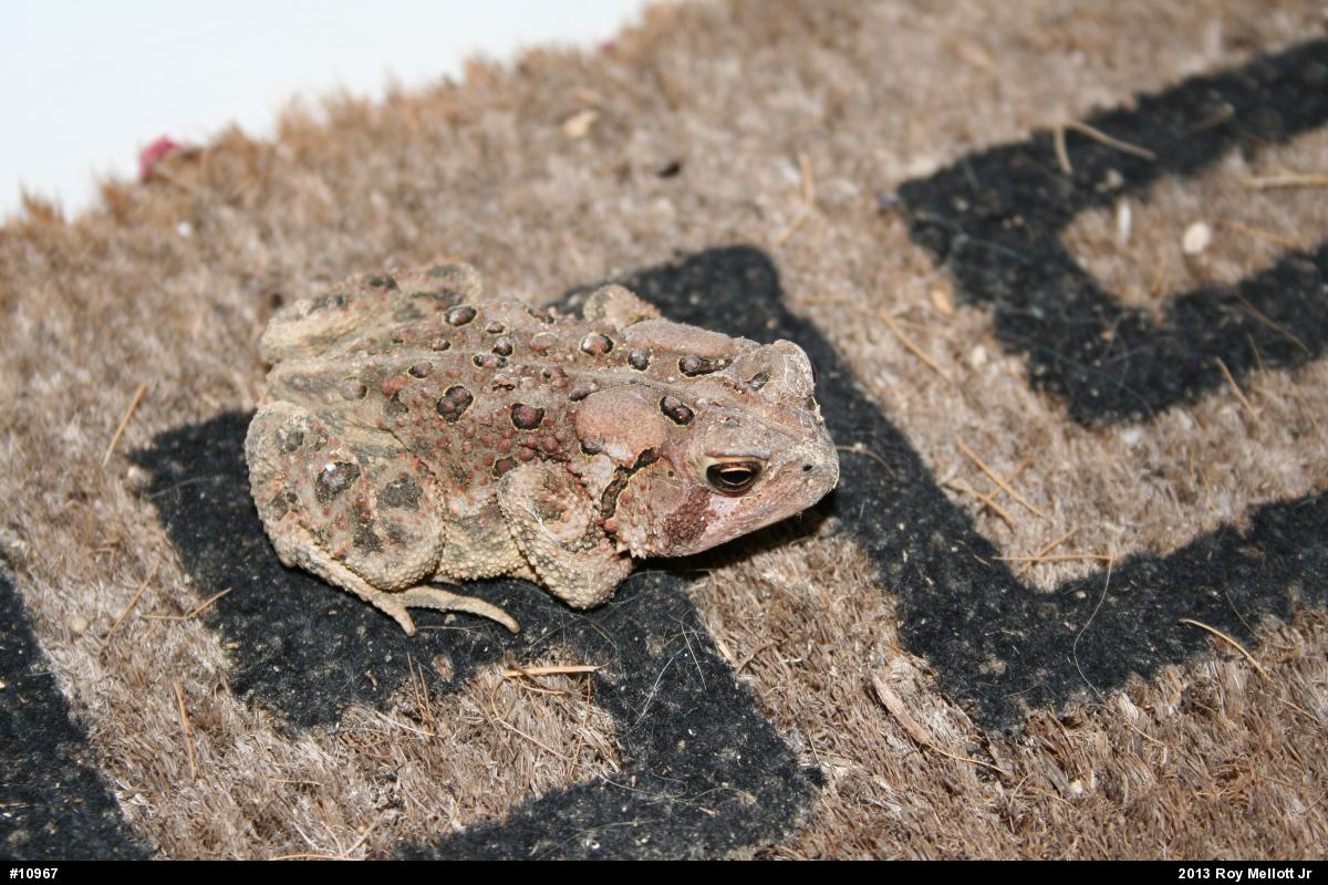 Eastern American Toad