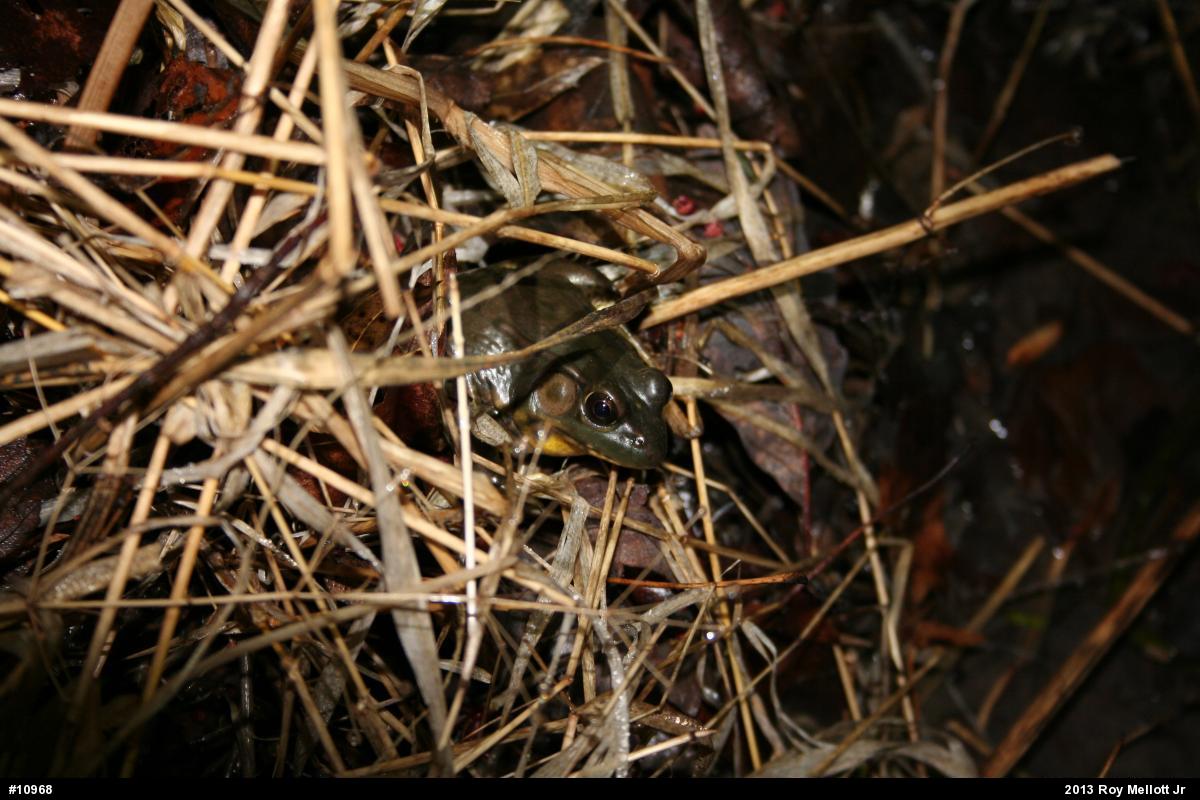 Green Frog