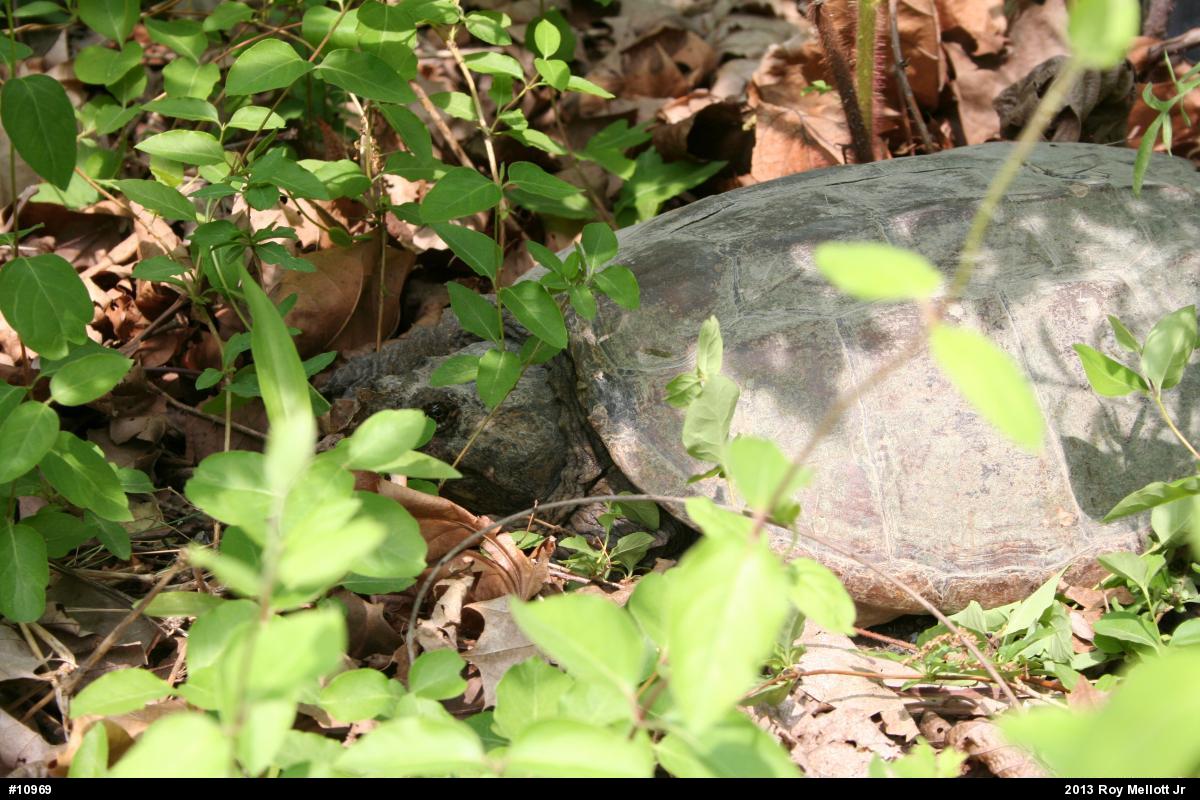 Snapping Turtle