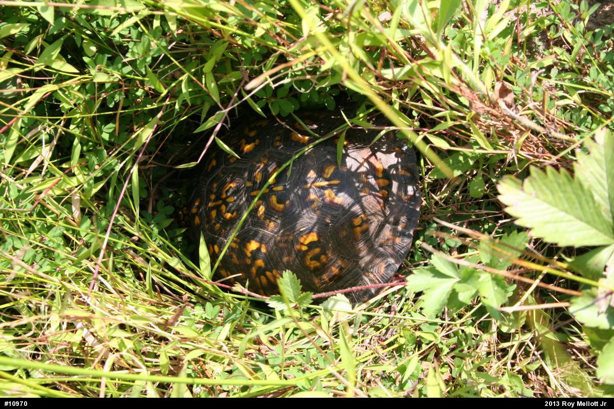 Eastern Box Turtle