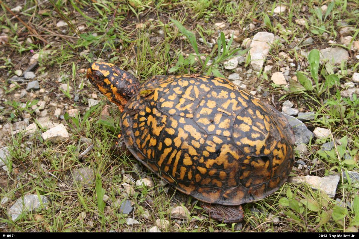 Eastern Box Turtle