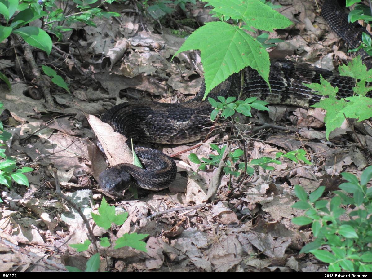 Timber Rattlesnake