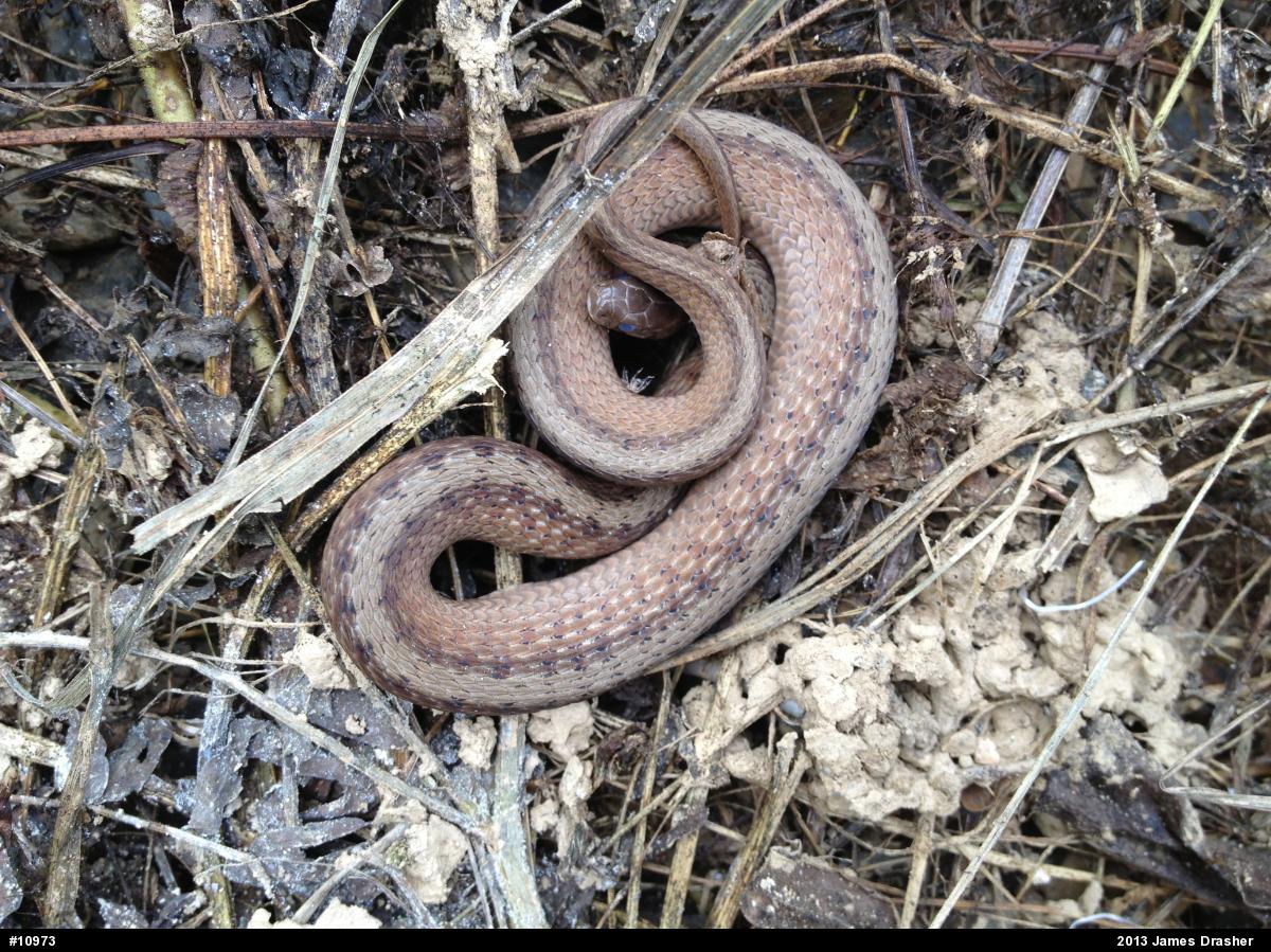 Dekay's Brownsnake