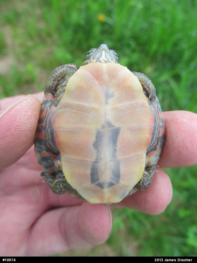 Painted Turtle