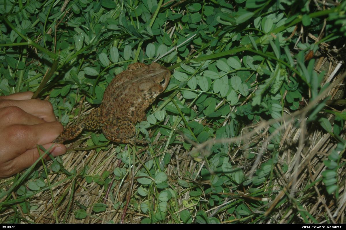 Eastern American Toad