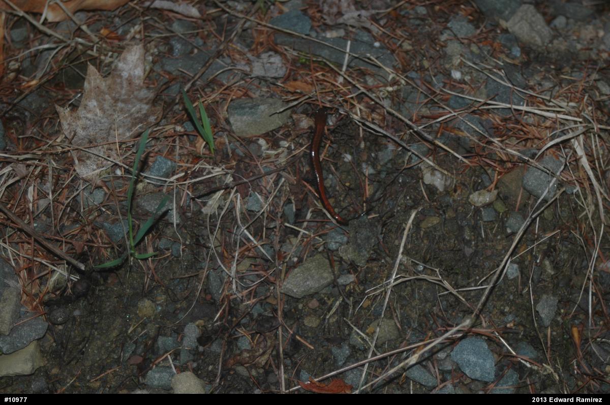 Eastern Red-backed  Salamander