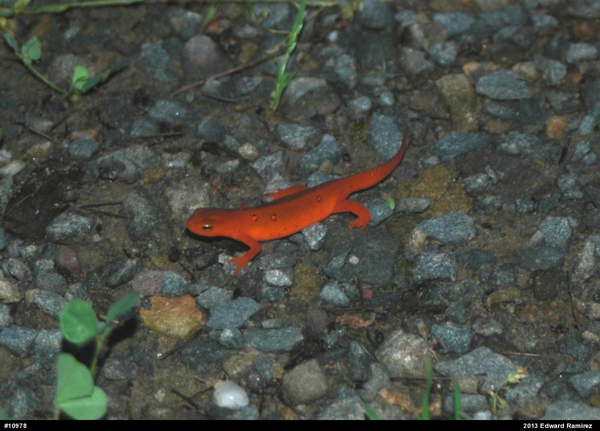 Red-spotted Newt