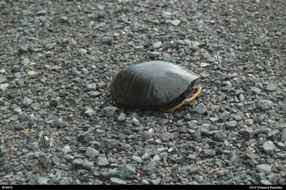 Eastern Painted Turtle