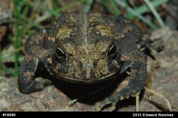 True Toads