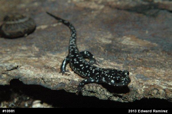 Northern Slimy Salamander