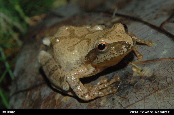 Spring Peeper
