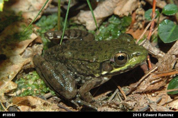 Green Frog