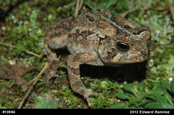 Eastern American Toad