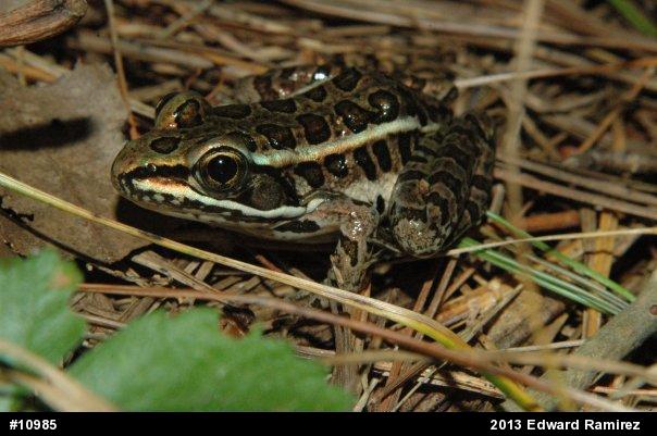 Pickerel Frog